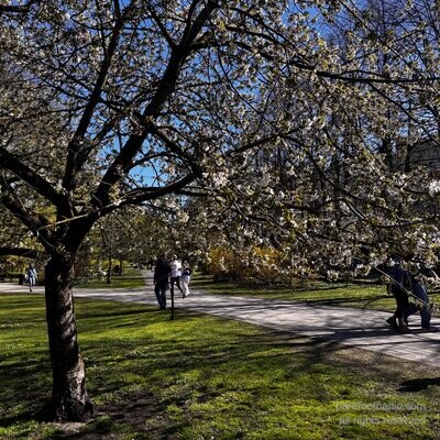 Kirschbl&uuml;te in Vērmanes dārzs Anfang Mai, Riga, Lettland