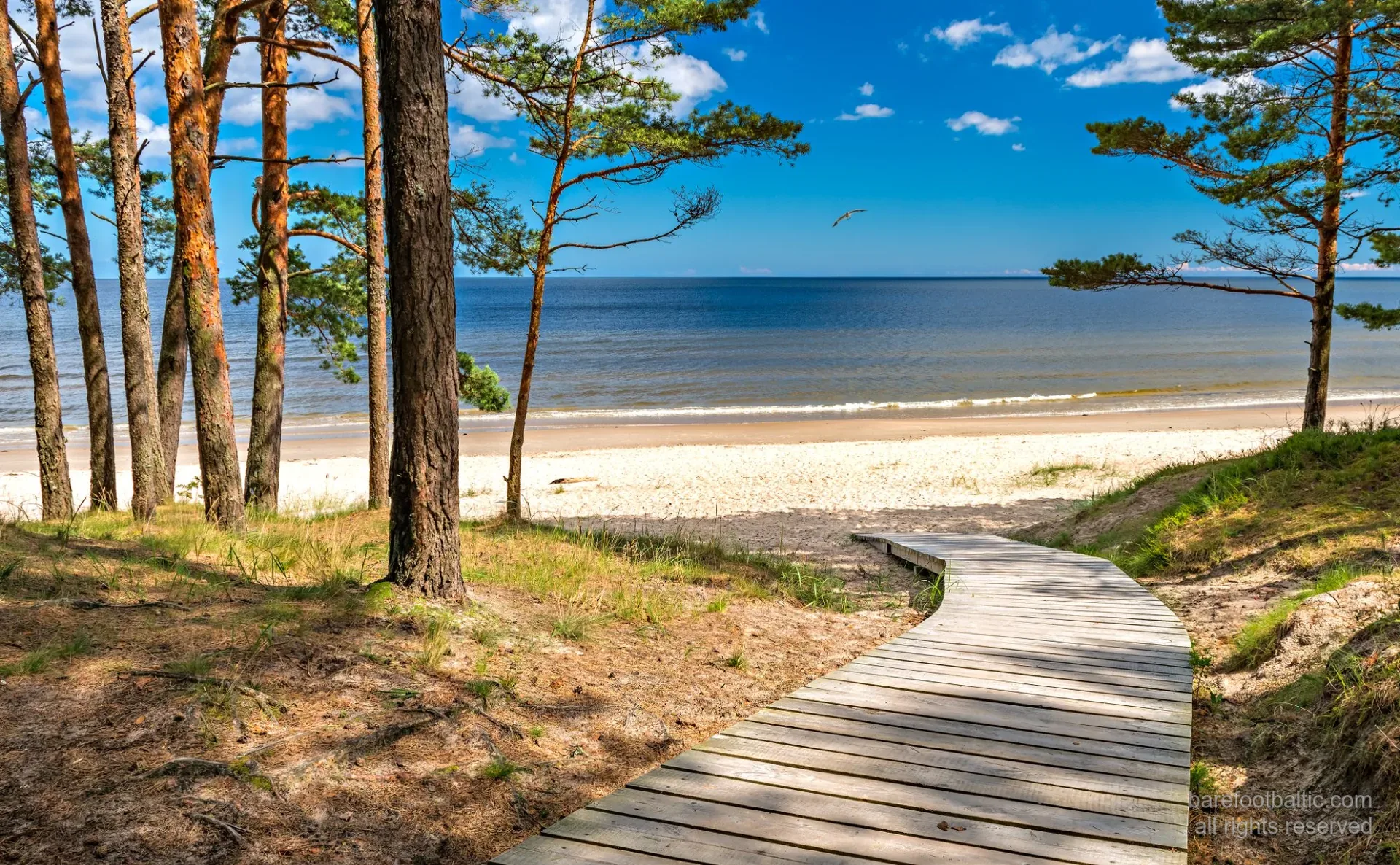 Beach Pines in Jūrmala
