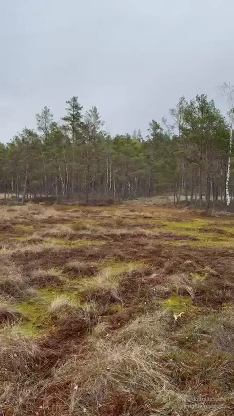 Bog Pool Water Clarity in Ķemeri