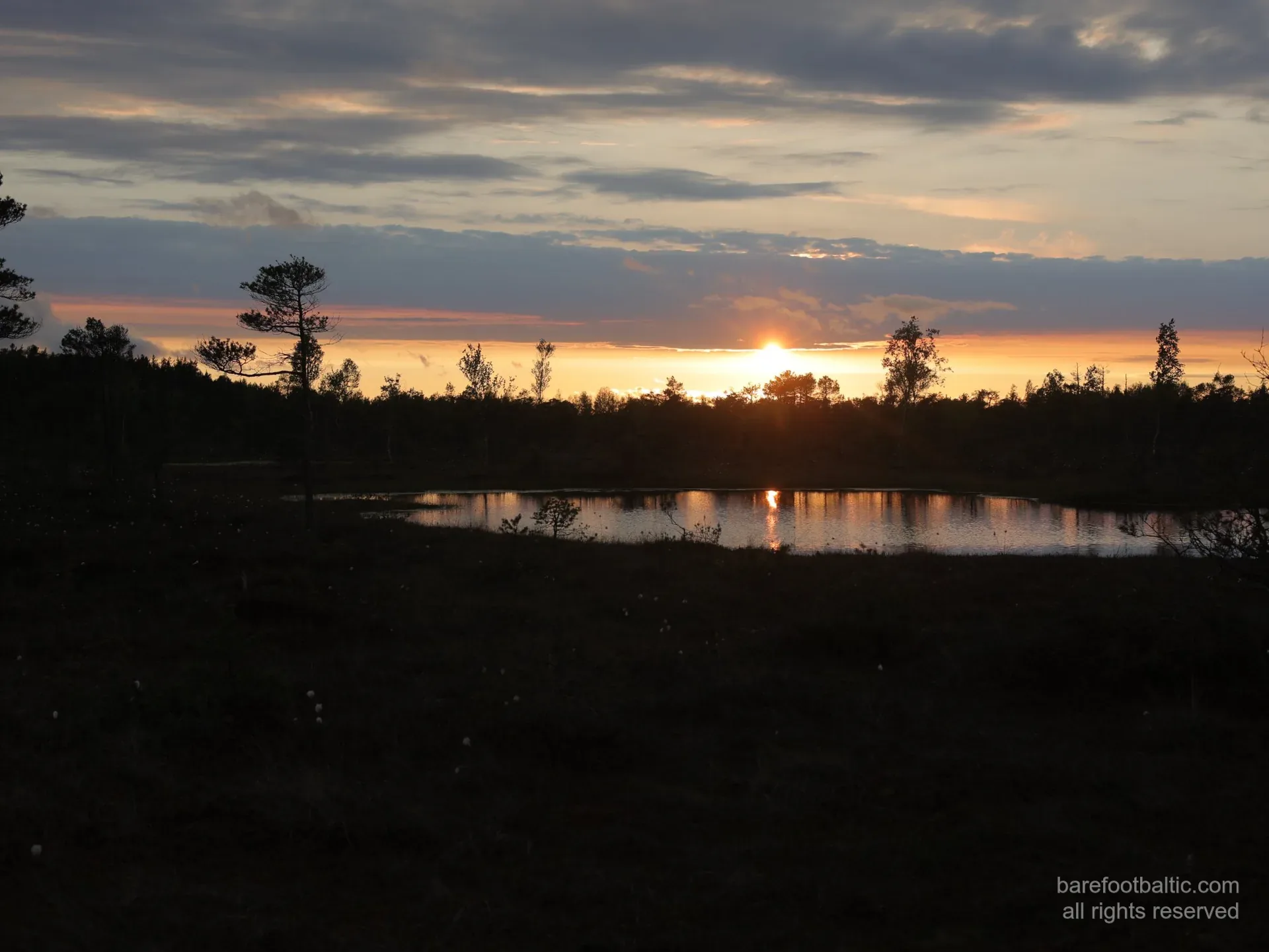 Sunset glow over the dwarf pines of the Ķemeri raised bog
