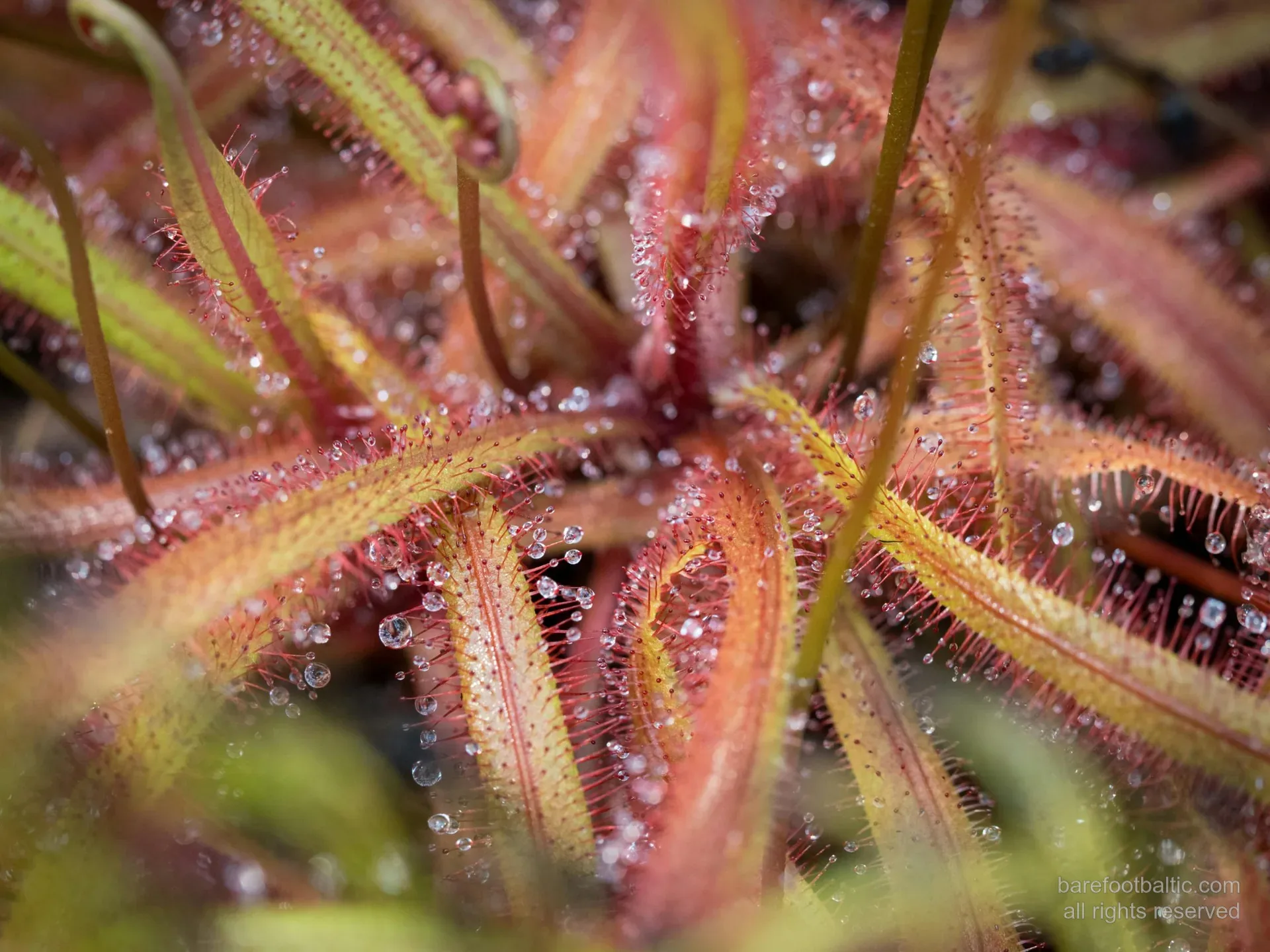 Close-up of round-leaved sundew, the carnivorous plant of the Ķemeri raised bog