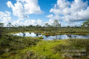 Estonia Bog Landscape Reflection